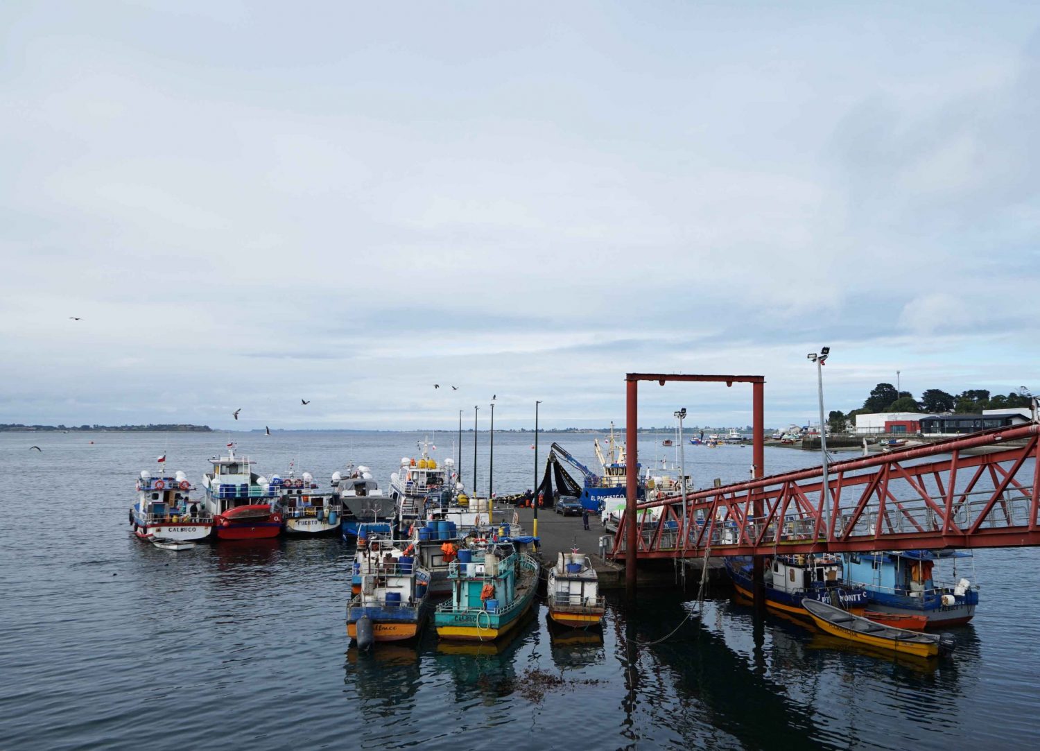 Desde Los Ríos hasta Magallanes: convocan a pescadores artesanales a seminario virtual para analizar la “Ley de caletas”